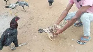 MANA TELANGANA JATHI KODI PUNGULUB // LOWEST PRAICE SAIL // SANKARANTHI #business