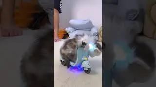 Cutest Cat & Kitten Ever! Adorable Fluff, Sweet Smiles & Joy to Brighten Your Day