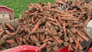 🥕🥕🥕 Marchew Warmia na Lubelszczyźnie nie mieści się na taśmie Dewulfa