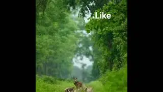 Beautiful deer roaming around in the forest🌲🌲🌲🌲 BIRDS🌿🍃🌿🍃