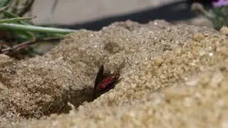 Jewel Wasp