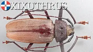 Xixuthrus domingoensis: largest beetle in the Dominican Republic 🇩🇴 (Coleoptera: Cerambycidae) | v11