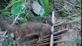 how to trap mongoose / snake ? सर्प र न्याउरी मुसा समात्ने परम्परागत पासो // solorider nepal
