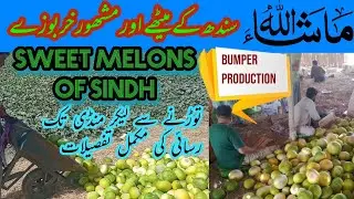 Kharbooza ki Fasal | Sweet Melon Farm | Sindh Ka Tarbooz