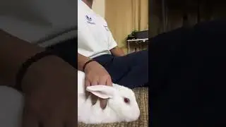 Free Roam Bunny - Watching NCIS with Mom