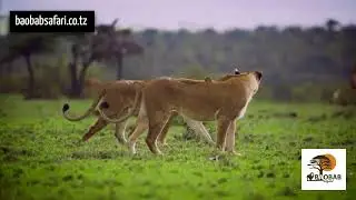 Tanzania Wildlife Safari Adventure with Baobab Safaris.