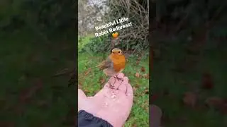 Beautiful Robin Redbreast feeding on my hand 🧡 #britishwildlife #robin #wildlife #robinredbreast