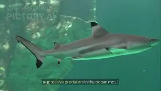 Flying Fish Explained &ndash; Ocean&rsquo;s Aerial Wonder