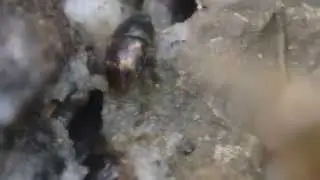 動き回るナミモンコケシキスイ Cryptarcha strigata