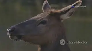 Beware the Grinning Deer: A Minneapolis Mystery #deer #facts #horror #wildlife