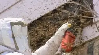 Bees Out of Control Caught on Tape