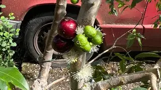 Plinia / Jaboticaba collection in Austria