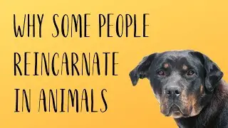 WHY SOME PEOPLE REINCARNATE IN ANIMALS?