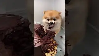 Dog Eating Chocolate Cake &ndash; Caught Chilling in the Fridge 🍰🥶
