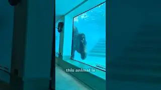 Man found a very rare transparent sea creature