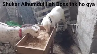 Ghar ka Shouq shukar Alhumdulillah boss thk ho gya❤️🐐||Goat 🐐and Sheep 🐑|| 6-03-2025#goat #sheep