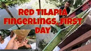 Red tilapia farming | Red tilapia fingerlings, sa kulambo muna kayo 