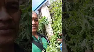 Nakakuha ako ng dahon ng SAMPALOk SAMPALOKAN 