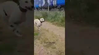 Dog Chasing The train #shorts #short
