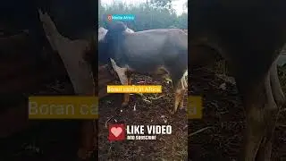 Borans cattle in Tanzania #shorts#tanzaniaadventures #travel #borana