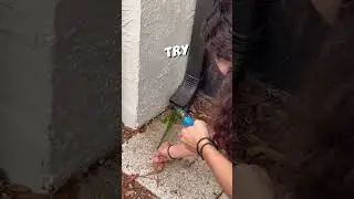 Она пыталась спасти ящерицу, но... 😂 #шорты
