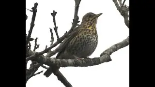 Birds in Winter ❄️🐦 | Song Thrush, Black-headed Gull, Tufted Duck, Collared Dove & Grey Wagtail
