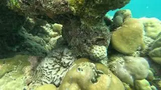 Powder blue tang