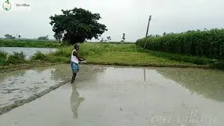 How Rice is made : Step by step growing Rice Paddy cultivation.