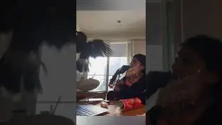 В ее дом залетел ястреб 😱