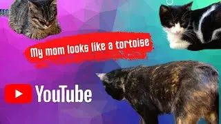 Tortoiseshell Cat Lives On The Street With Her Babies | Adorable Cats