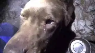 СОБАЧЬЯ ДОМА. Зимой. На улице холодно, внутри тепло. Счастливая собака!