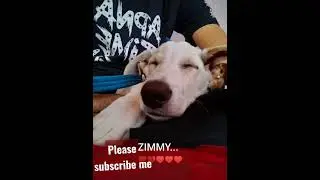 #ZIMMY#shorts status video.......