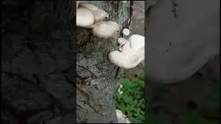 lentinus