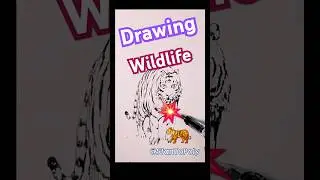 Drawing Wild Tigers #tiger #drawing #sketch #stantopoly #shortvideo