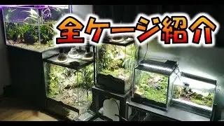 全ての水槽,ケージをご紹介します！照明やケージ等何を使っているのか！アカハライモリ,オキナワシリケンイモリ,マダライモリ,クロカタスツエイモリ等 アクアテラリウムとパルダリウム！！