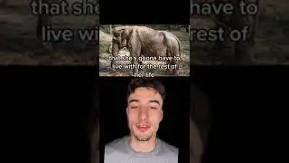 STOP RIDING ELEPHANTS - The story of Pai Lin the Elephant