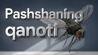 Pashshaning qanoti  | Allohning mo'jizalari 24-son