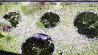 Feeding Ring DIY