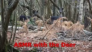 ASMR ~ Looking For Deer In The Woods, Nature Sounds & Whispering ~ Countdown To Christmas Day 18
