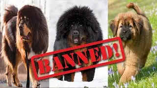 7 Countries Where Tibetan Mastiffs Are Banned or Restricted
