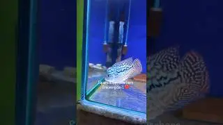 Square body F2 kamfa grooming day 1 ❤ #aquariumhobby #flowerhornlover❤️ #relaxingvideos  #aquarium