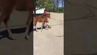Pollock foal videos