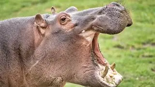 Most Unexpected Animal Attacks!