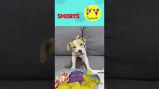 #Shorts ASMR Dog Reviews Pumpkin, Purple sweet potato, Apple | Jack Russell
