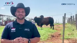 EMBRI&Otilde;ES SINDI A VENDA NA CRV BRASIL