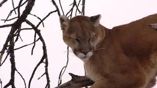Puma Video Footage - Free Stock Video