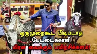 பேட்டைக்காளி | Ac Caravan-ல் ஜல்லிக்கட்டுக் களத்துக்குச் செல்லும்  காளை | செந்தில் தொண்டமான்