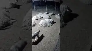 Wolf bites a sheep&hellip; but surprise! It&rsquo;s a dog inside 😂#funny #animals #shorts
