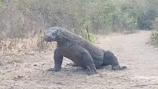 Komodo Dragon eating baby goat alive