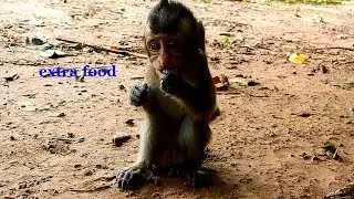 Baby monkey Copper cannot see mom several days cos his mom Coco got hurt & she lost 2 days ago.
